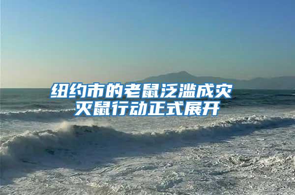 紐約市的老鼠泛濫成災(zāi) 滅鼠行動(dòng)正式展開