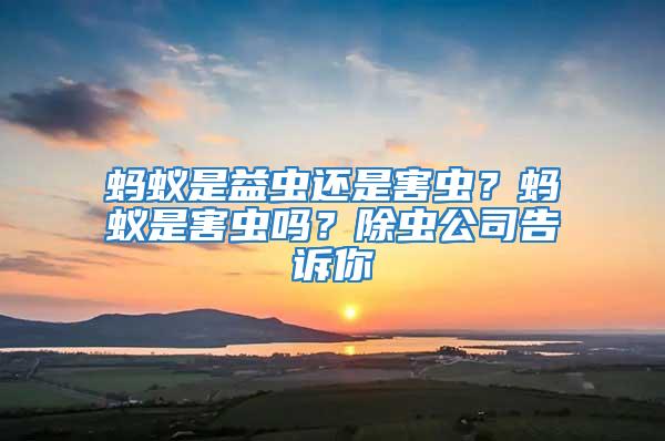 螞蟻是益蟲還是害蟲？螞蟻是害蟲嗎？除蟲公司告訴你