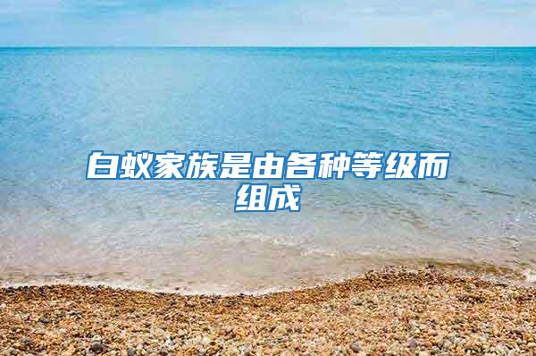 白蟻家族是由各種等級(jí)而組成