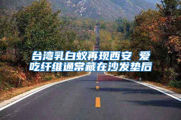 臺灣乳白蟻再現西安 愛吃纖維通常藏在沙發墊后