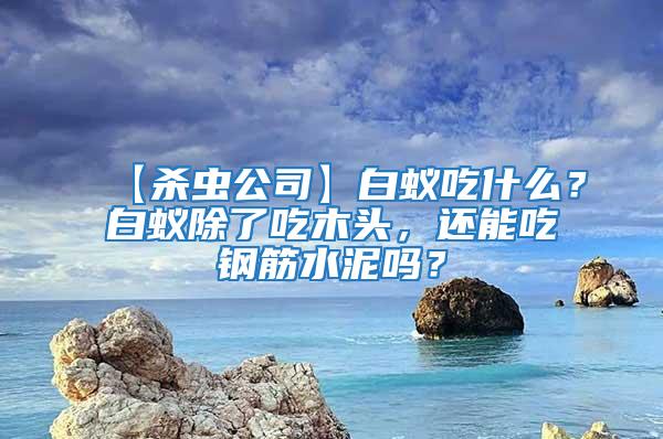 【殺蟲公司】白蟻吃什么?白蟻除了吃木頭,還能吃鋼筋水泥嗎?