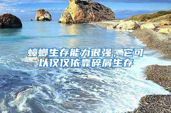 蟑螂生存能力很強,它可以僅僅依靠碎屑生存