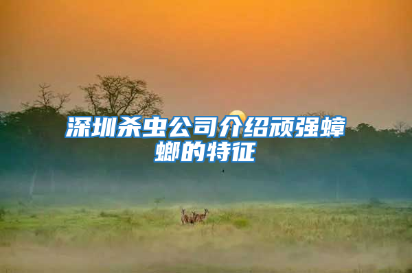 深圳殺蟲公司介紹頑強蟑螂的特征